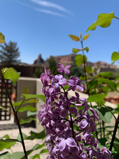 Garden Flowers