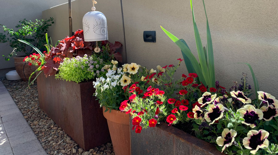 Flowers in Alana Kelly's Garden