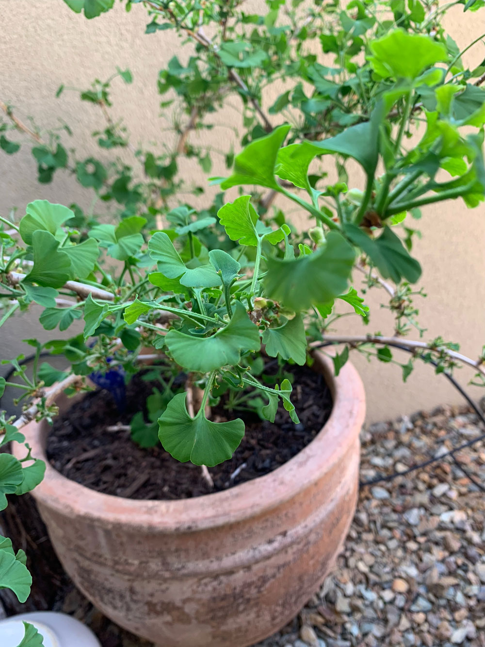 Ginkgo Tree